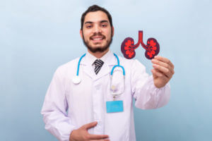 A professional male urologist is holding a model of a kidney to explain kidney stones.