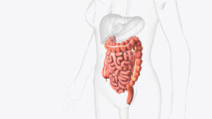 An animated 3D image of the lower gastrointestinal tract used for explanation by a gastrointestinal (GI) doctor.