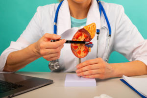 A urologist shows a pen on a plastic model of a human kidney to explain kidney health and kidney stones to a patient.