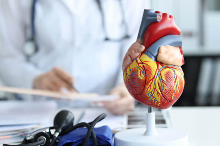 An artificial plastic model of the human heart is on the cardiologist's desk, explaining medical treatment for coronary artery disease to a patient.